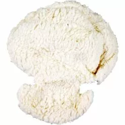 Melia Main Reducer Plus 0-9 Mnd Schaap